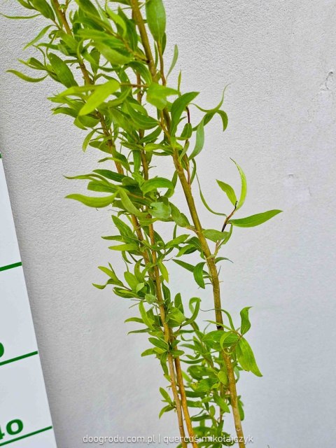 Wierzba babilońska (Salix babilonica) 'Tortuosa' C2 100-120cm Wierzba babilońska (Salix babilonica) 'Tortuosa' C2 100-120cm