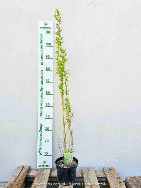 Wierzba babilońska (Salix babilonica) 'Tortuosa' C2 100-120cm Wierzba babilońska (Salix babilonica) 'Tortuosa' C2 100-120cm