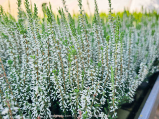 Wrzos Calluna Asli biały P11 Garden Girls