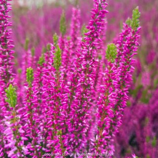 Wrzos Calluna Lilietta Fioletowy P11 Garden Girls