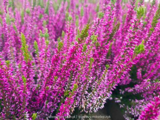 Wrzos Calluna Lilietta Fioletowy P11 Garden Girls