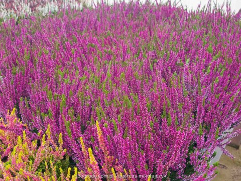 Wrzos Calluna Lilietta Fioletowy P11 Garden Girls