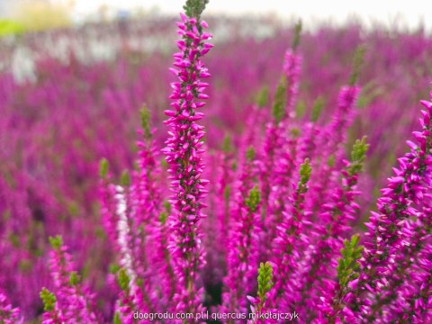 Wrzos Calluna Lilietta Fioletowy P11 Garden Girls