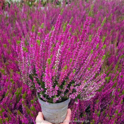 Wrzos Calluna Lilietta Fioletowy P11 Garden Girls