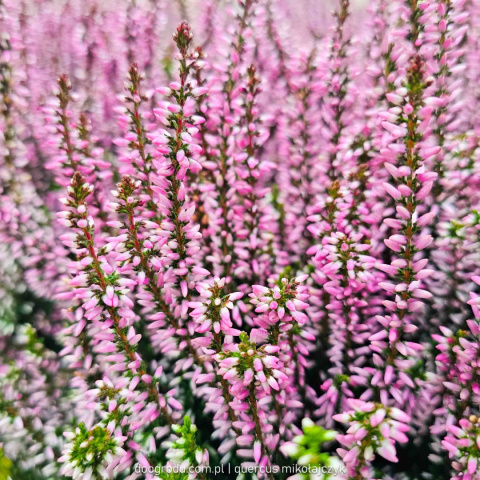 Wrzos Calluna Lily różowy P11 Garden Girls