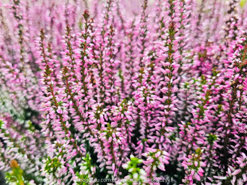 Wrzos Calluna Lily różowy P11 Garden Girls