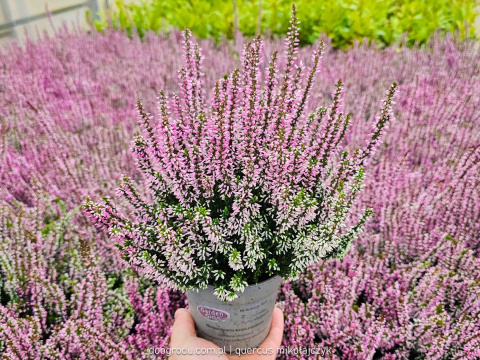 Wrzos Calluna Lily różowy P11 Garden Girls