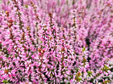 Wrzos Calluna Lily różowy P11 Garden Girls