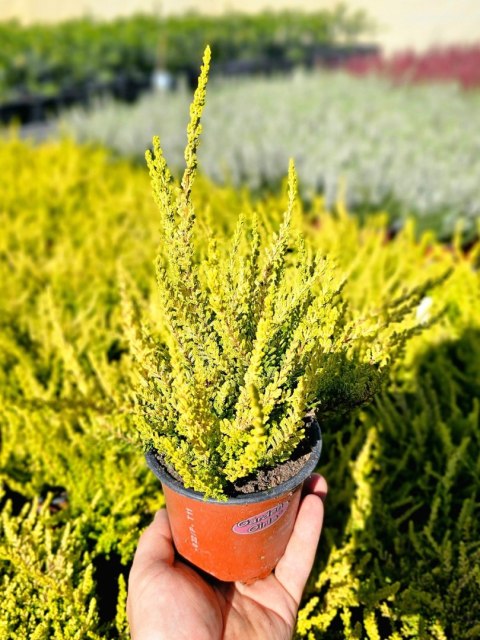Wrzos Calluna Zeta Cytrynowy Nie kwitnie P11 Garden Girls