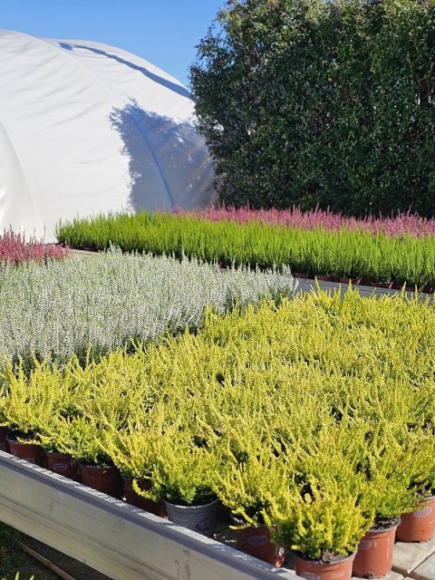 Wrzos Calluna Zeta Cytrynowy Nie kwitnie P11 Garden Girls