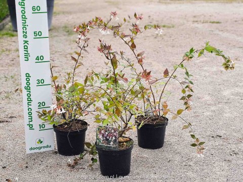 Abelia wielkokwiatowa Abelia grandiflora C1.5 30-40CM
