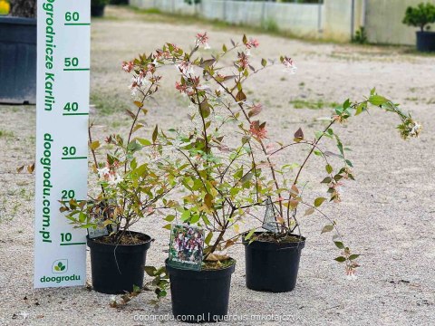 Abelia wielkokwiatowa Abelia grandiflora C1.5 30-40CM
