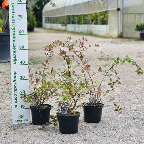 Abelia wielkokwiatowa Abelia grandiflora C1.5 30-40CM