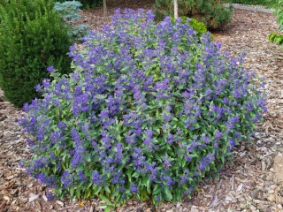 Barbula klandońska Kew Blue Caryopteris cladonensis C2