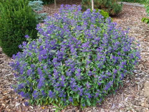Barbula klandońska Kew Blue Caryopteris cladonensis C2