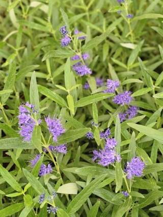 Barbula klandońska Kew Blue Caryopteris cladonensis C2
