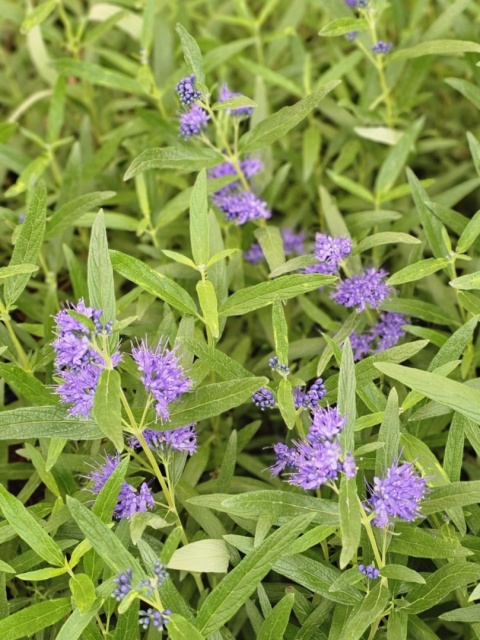 Barbula klandońska Kew Blue Caryopteris cladonensis C2