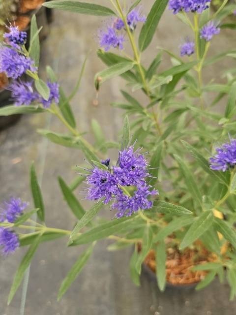Barbula klandońska Kew Blue Caryopteris cladonensis C2