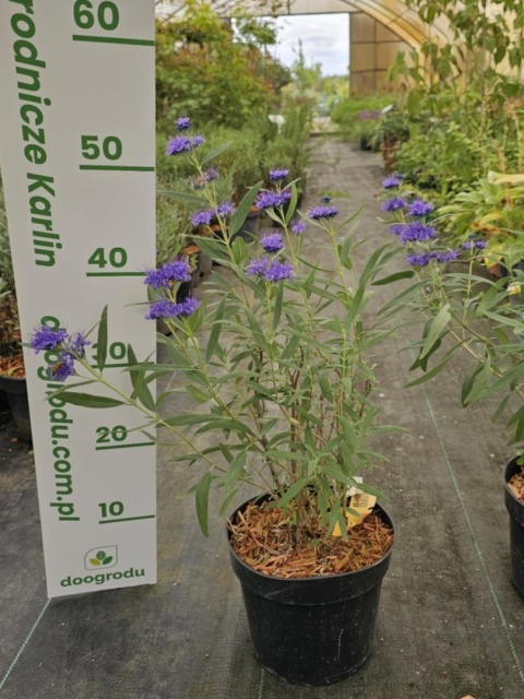Barbula klandońska Kew Blue Caryopteris cladonensis C2