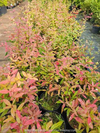 Berberys Juliany Berberis julianae C2 30-40CM