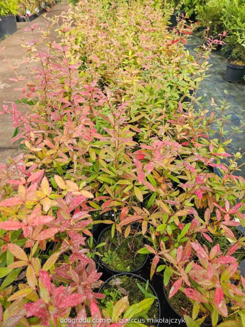 Berberys Juliany Berberis julianae C2 30-40CM