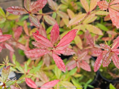 Berberys Juliany Berberis julianae C2 30-40CM