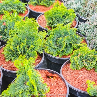 Cyprysik tępołuskowy 'Nana Gracilis' (Chamaecyparis obtusa) C2