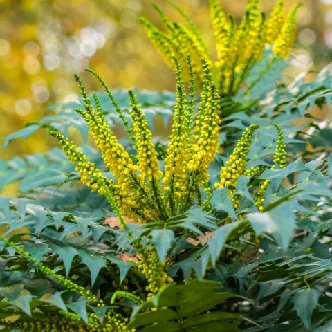 DUŻA ZIMOZIELONA MAHONIA 'Winter Sun' ŻÓŁTE KWIATY ZIMĄ Do Cienia C10