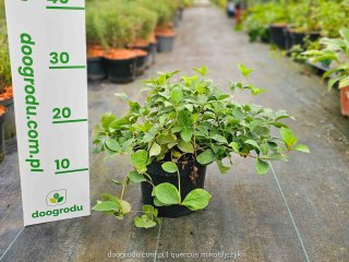 Dereń kanadyjski płożący kwitnący rozłogowy Cornus canadensis XL C2 20CM