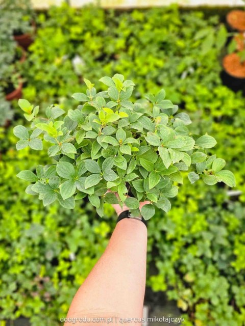 Dereń kanadyjski płożący kwitnący rozłogowy Cornus canadensis XL C2 20CM