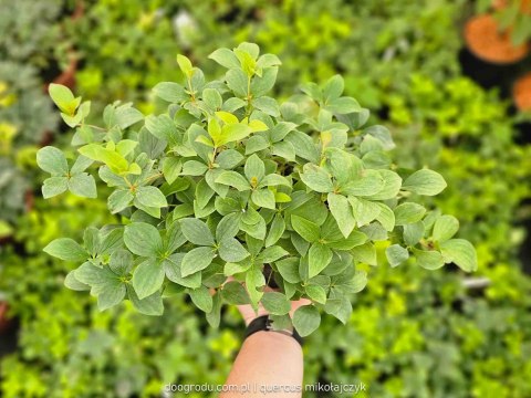 Dereń kanadyjski płożący kwitnący rozłogowy Cornus canadensis XL C2 20CM