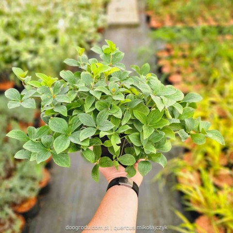 Dereń kanadyjski płożący kwitnący rozłogowy Cornus canadensis XL C2 20CM