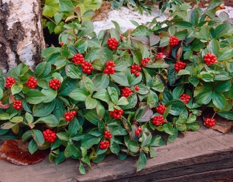 Dereń kanadyjski płożący kwitnący rozłogowy Cornus canadensis XL C2 20CM