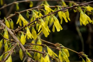 Forsycja zielona 'Kumson' (Forsythia viridissima) C2 - Marmurkowy blask w Twoim ogrodzie