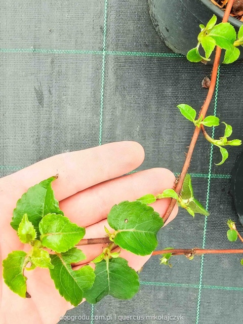 HORTENSJA PNĄCA Samoczepna IDEALNA DO CIENIA Białe Kwiaty C5
