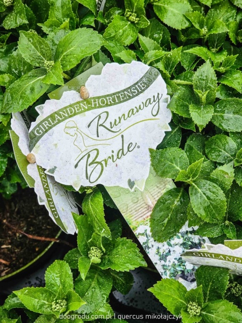 Hortensja 'Runaway Bride' UCIEKAJĄCA PANNA MŁODA piękna, śnieżnobiała C2