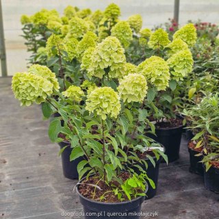 Hortensja bukietowa Hydrangea Living Colorful Cocktail® C7.5 40-60CM