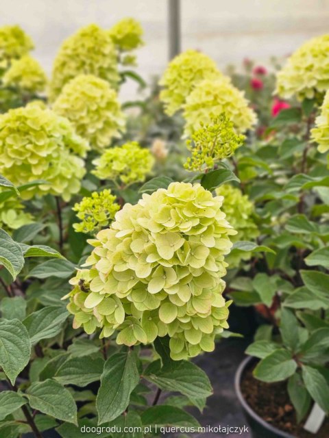 Hortensja bukietowa Hydrangea Living Colorful Cocktail® C7.5 40-60CM