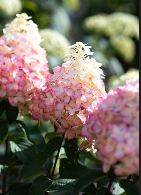 Hortensja bukietowa Hydrangea Living Colorful Cocktail® C7.5 40-60CM