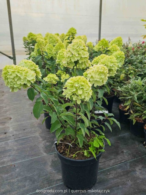 Hortensja bukietowa Hydrangea Living Colorful Cocktail® C7.5 40-60CM