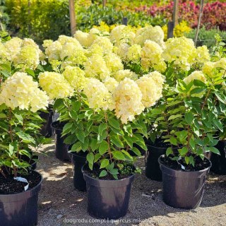 Hortensja bukietowa Hydrangea Living Summer Snow® C7.5 40-60CM