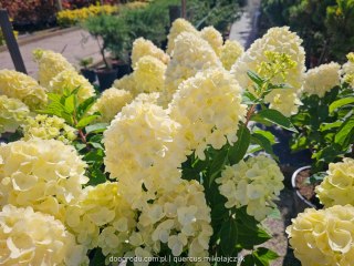 Hortensja bukietowa Hydrangea Living Summer Snow® C7.5 40-60CM
