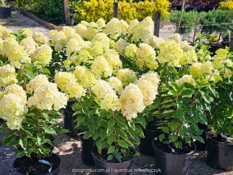 Hortensja bukietowa Hydrangea Living Summer Snow® C7.5 40-60CM
