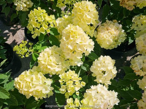 Hortensja bukietowa Hydrangea Living Summer Snow® C7.5 40-60CM
