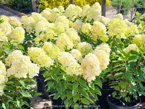 Hortensja bukietowa Hydrangea Living Summer Snow® C7.5 40-60CM