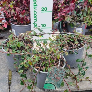Irga Dammera 'Major' (Cotoneaster dammeri) C2 - Zimozielony dywan