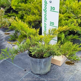 JAŁOWIEC Sabiński TAMARISCIFOLIA Płożący NA SKARPY Gęsty Krzew C2