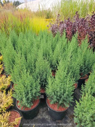 Jałowiec chiński STRICTA KOLUMNOWY Juniperus Chinensis 30-40CM C3