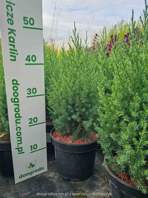 Jałowiec chiński STRICTA KOLUMNOWY Juniperus Chinensis 30-40CM C3