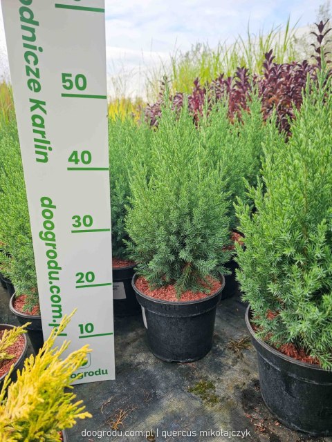 Jałowiec chiński STRICTA KOLUMNOWY Juniperus Chinensis 30-40CM C3